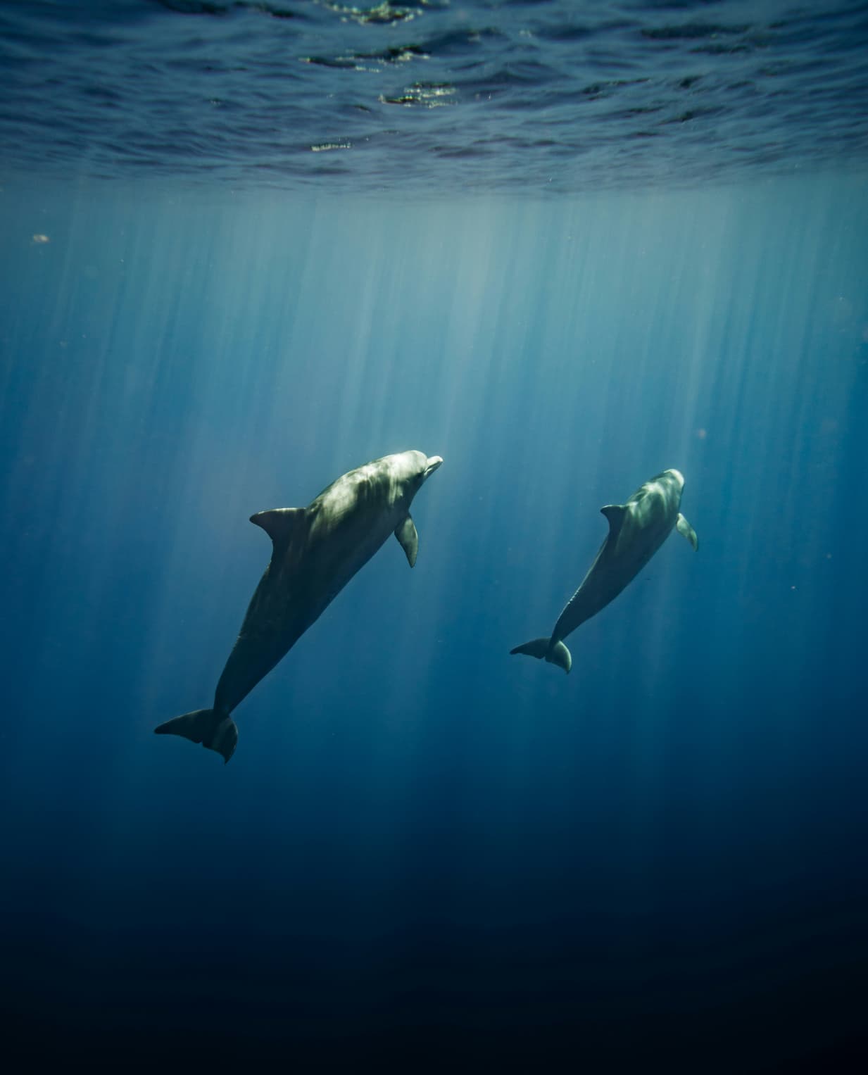 Dolphin escape - image 1