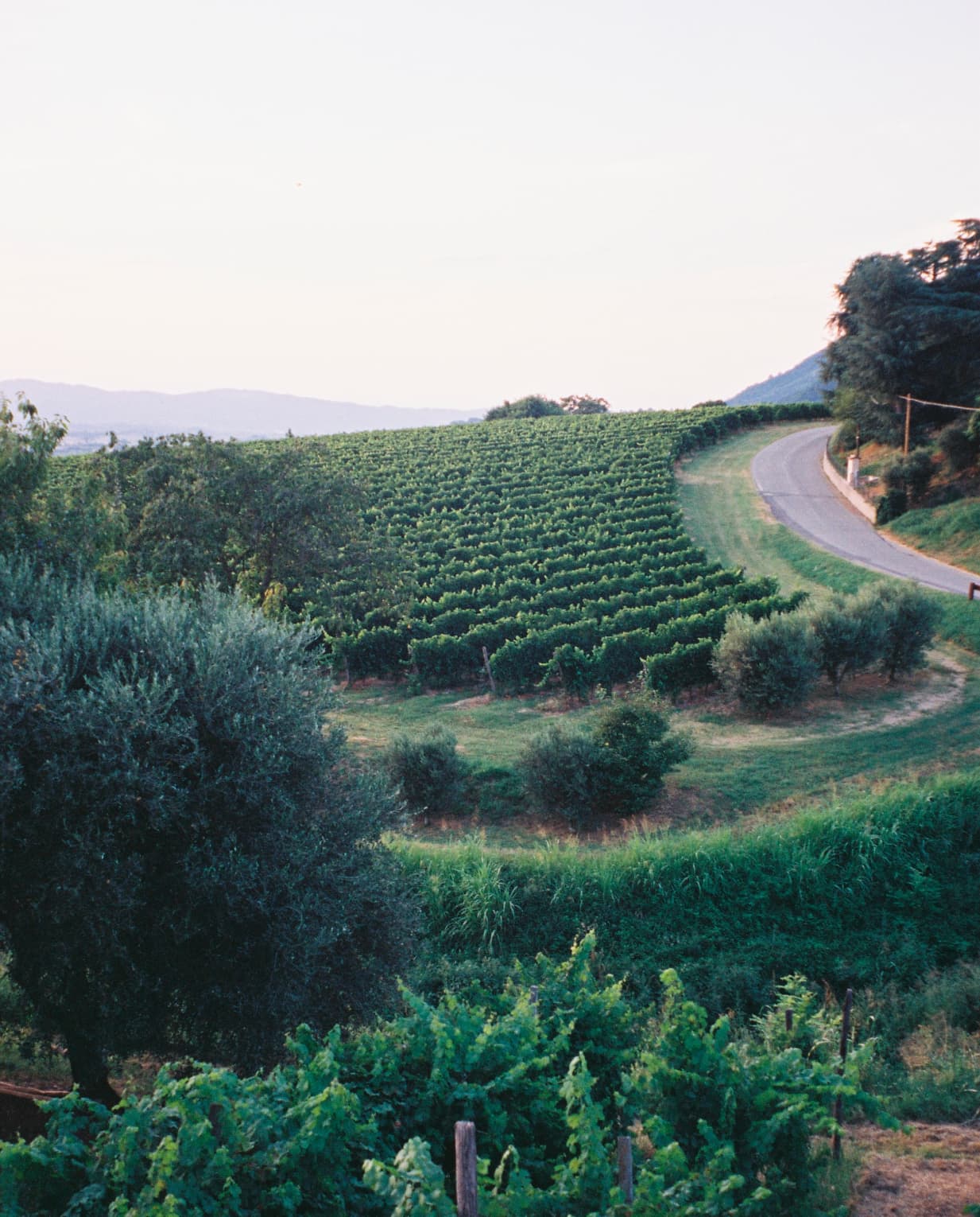 The Velvet Vineyard - image 1