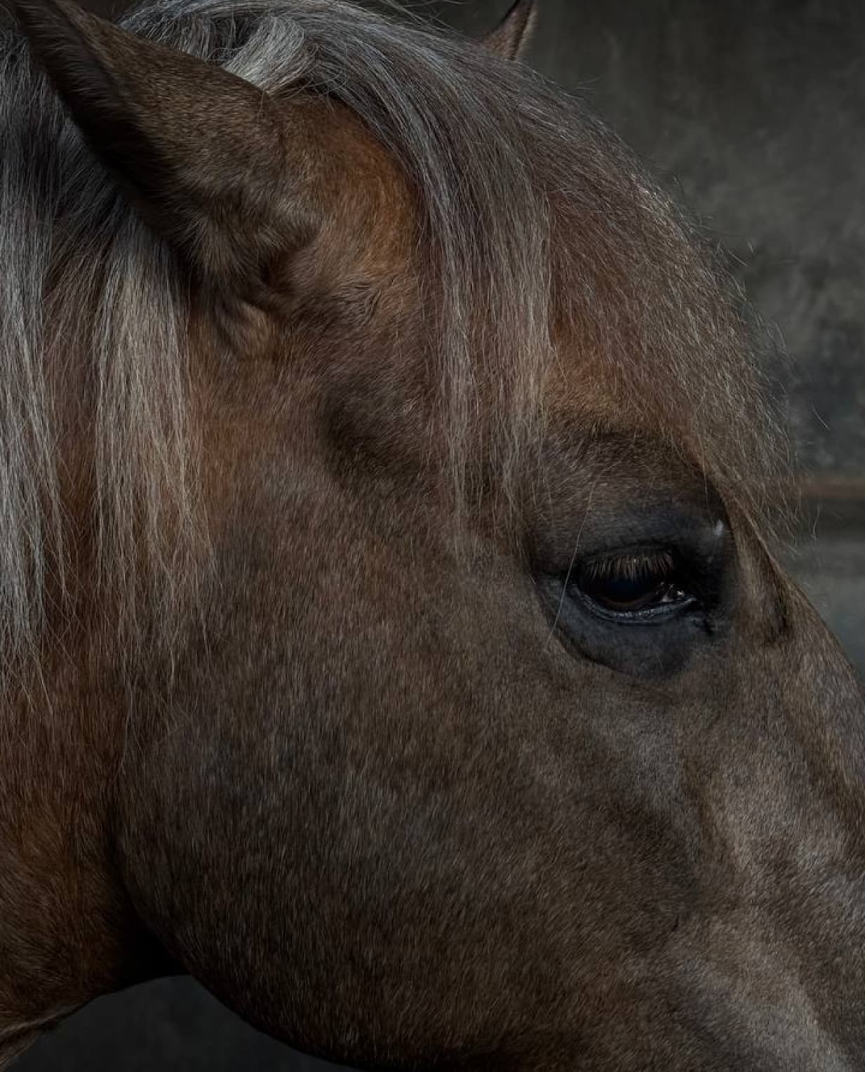 Whispers on Horseback - image 2